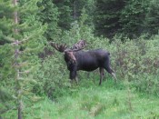 Moose near the Broome Hut